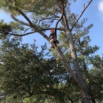 Tree Removal