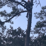 Tree Removal