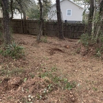 Tree Removal