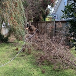 Tree Removal