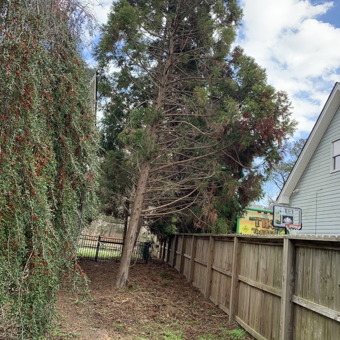 Tree before being taken down