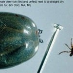 Tick Control