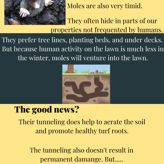 Mole Control