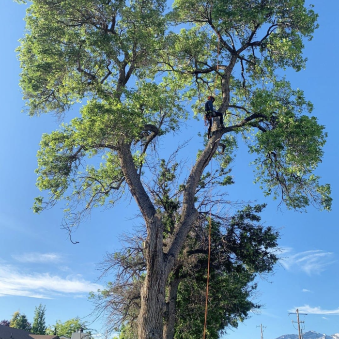 Ash Trim in American Fork