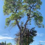Ash Trim in American Fork