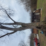 Big Maple