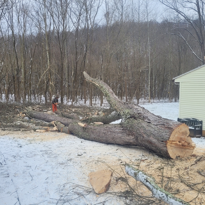 Big Maple #2