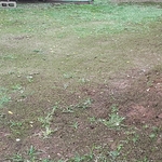 bare lawn