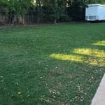 Tall Fescue