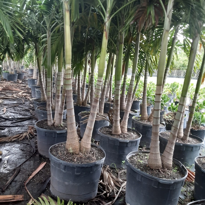 palms tree