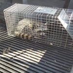 Trapping & removal