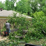 Tree Removal