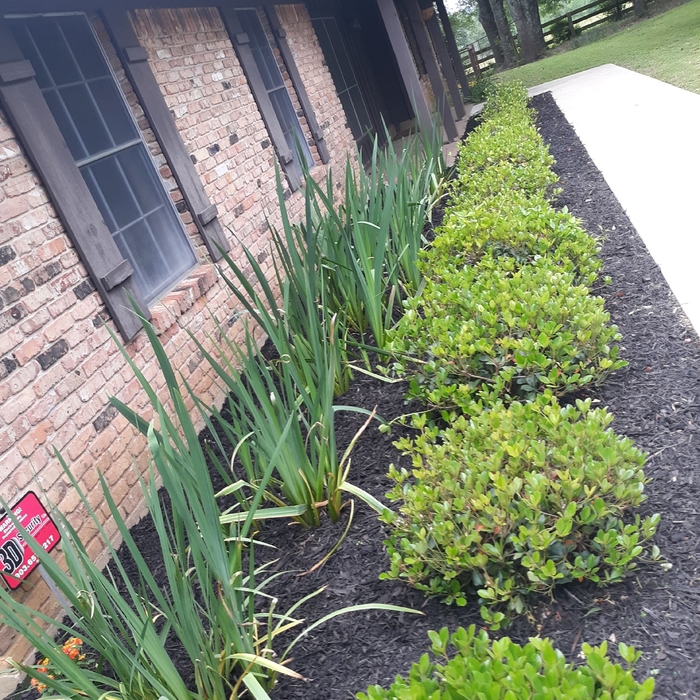 Flower Bed and Yard Landscaping