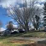 Tree removal
