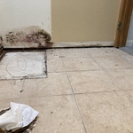 Mold damage