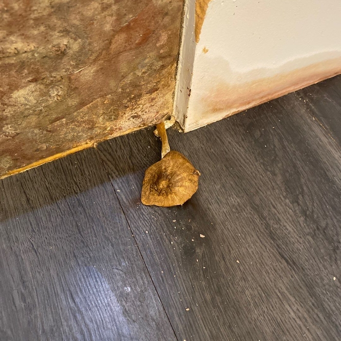 Mold damage