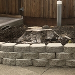 Before stump removal