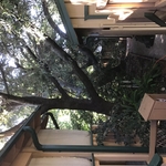 Tree removal