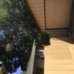 Tree removal