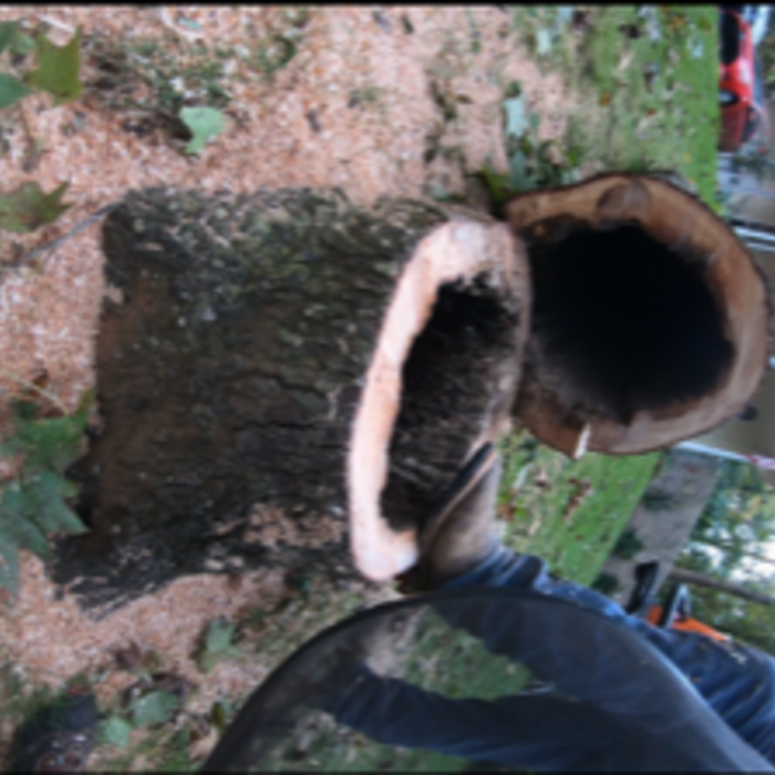 Hollow Oak 