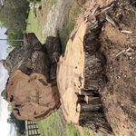 Stump grinding