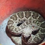 Rattlesnake