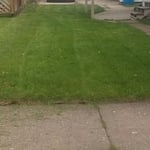 Over Grown Yard