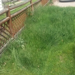 Over Grown Yard