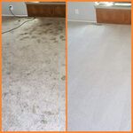 Dirty carpet and urine serviced