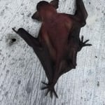 Bat Removal