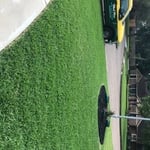 Another Beautiful Weed Man Healthy Lawn