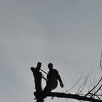 Tree Removal
