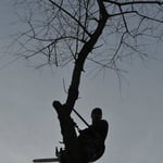 Tree Removal