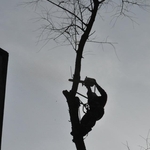 Tree Removal