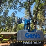 Recent Tree work