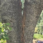 Recent Tree work