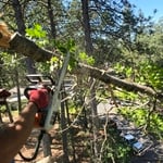 Recent Tree work