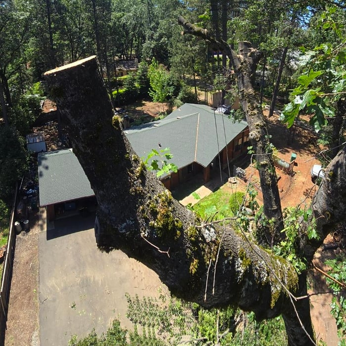 Recent Tree work