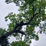 Tree Work