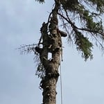 Tree Work