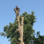 Tree Work