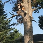 Tree Work