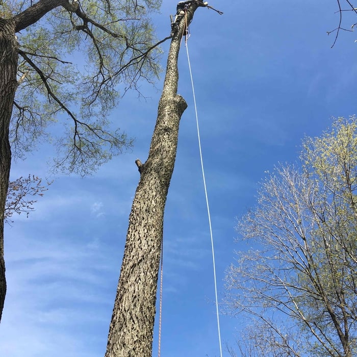 Tree Work