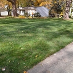 leaf clean up