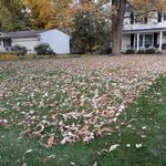 leaf clean up