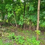 Cutting Brush and hauling away