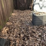 Leaf Removal