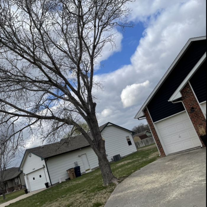 Tree Trim