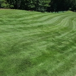 Emerald Zoysia Turf