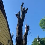 REMOVAL TREE